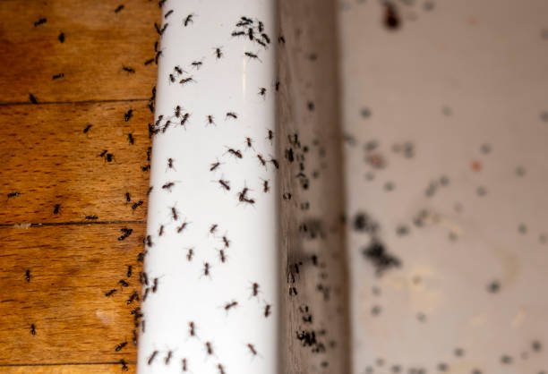 Best Exterminator Services  in Leesburg, GA